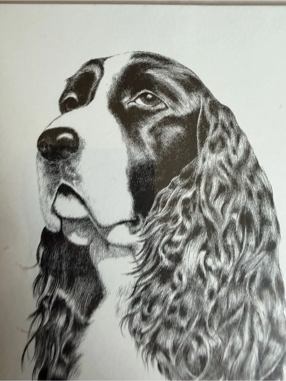 Springer Spaniel Dog Note Cards (8) Fine Art Drawing - Bill Harrah 1995